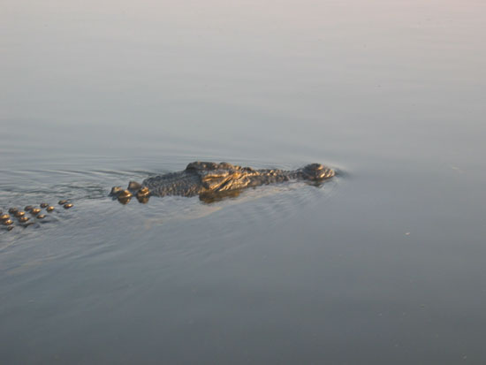 crocodile d eau douce - fresh water crocodile (3)